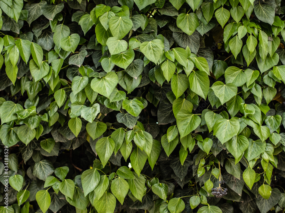 Ivy texture. Ivy background. Ivy backdrop. Ivy wallpaper. Green plant texture. Green leaves background. Ivyberry backround image. Ivy wall. Green wall. Ivy texture. Ivy background. Ivy backdrop. Ivy wallpaper. Green plant texture. Green leaves background. Ivyberry backround image. Ivy wall. Green wall.