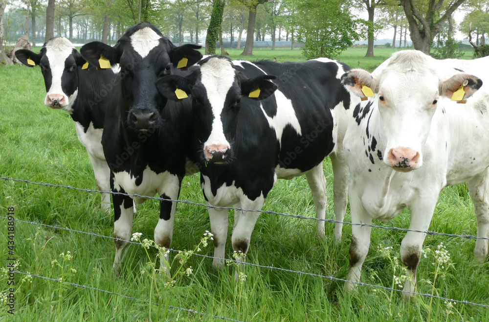 Four Holstein Friesians cows looking curious at the photographer. This is a beautiful rural environment in Germany near the Dutch border.