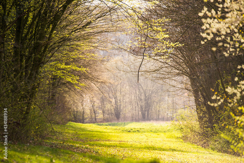 Fototapeta Naklejka Na Ścianę i Meble -  Wald mit Wiese im Sonnenschein