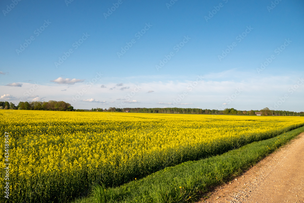 Yellow rapeseed fields in sunny day