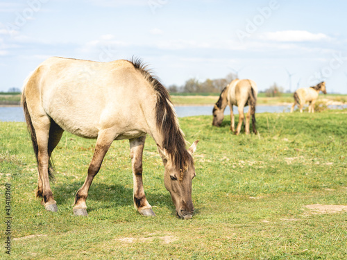 Wild Horses Beuningse UIterwaarde © Sonny