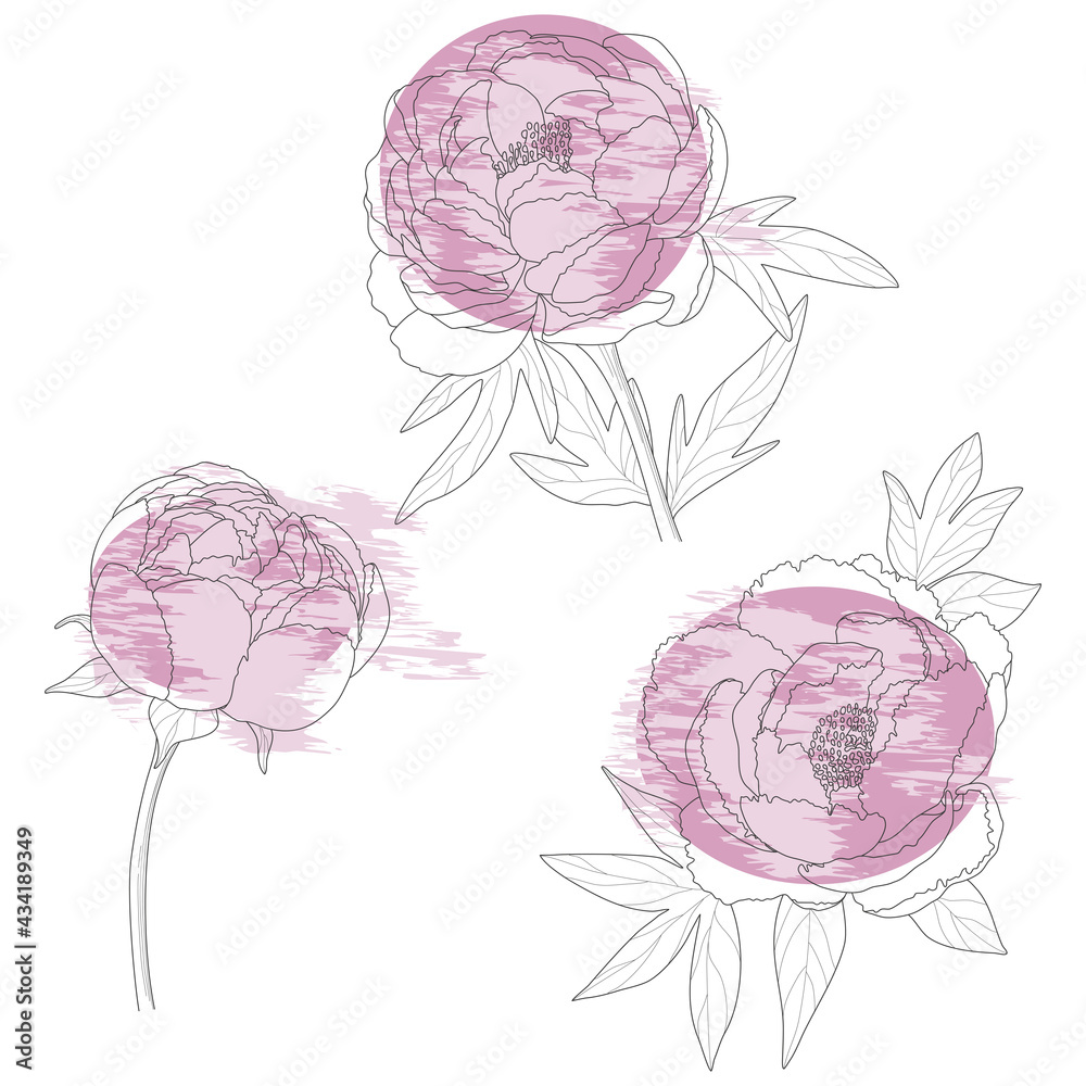 Floral background. Peony buds sketch. Floral background. Peony buds sketch.