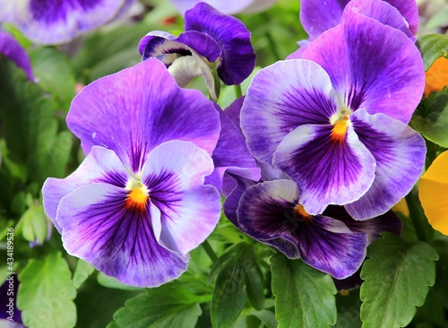 Purple Flowers Pansies Close up