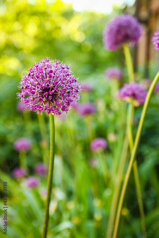 A Beautiful flowers in the park on nature background A Beautiful flowers in the park on nature background
