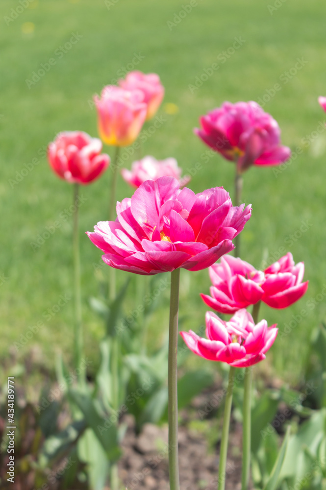 Obraz premium Bright yellow and pink tulips on a background of green grass on a sunny spring day.