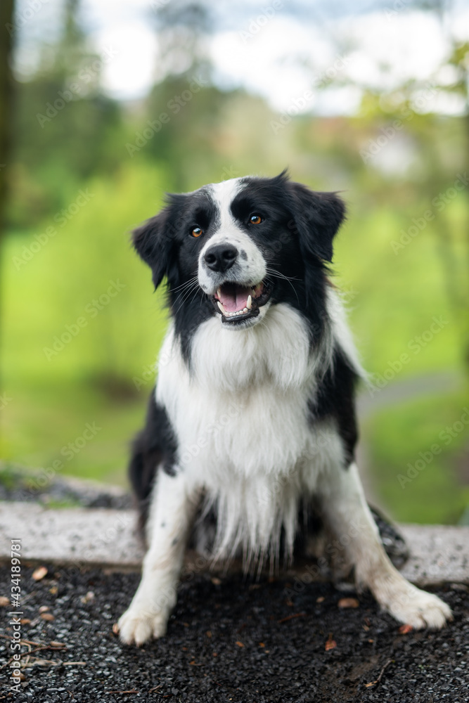 Border collie dog portrait