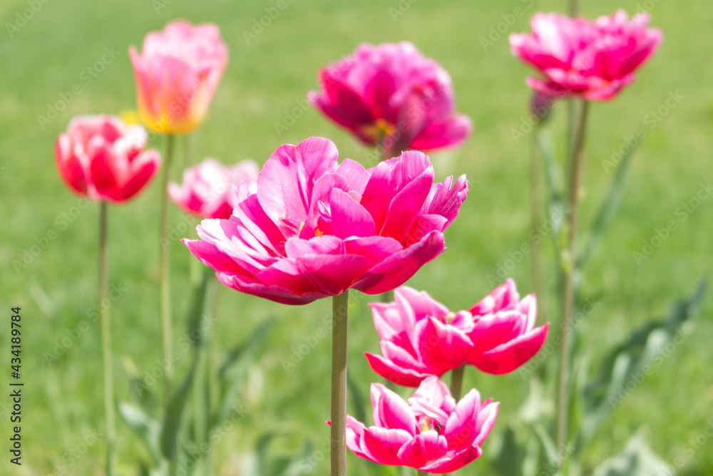 Bright yellow and pink tulips on a background of green grass on a sunny spring day. Bright yellow and pink tulips on a background of green grass on a sunny spring day.