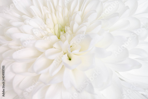 Close up white flower of Chrysanten with selective focus, Chrysanths are flowering plants of the genus Chrysanthemum in the family Asteraceae, Nature floral pattern texture background.