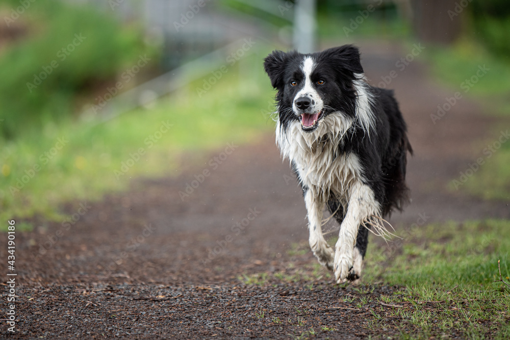 Dirty border collie dog running 
