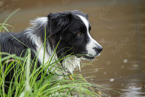 Border collie watching near lake head shot