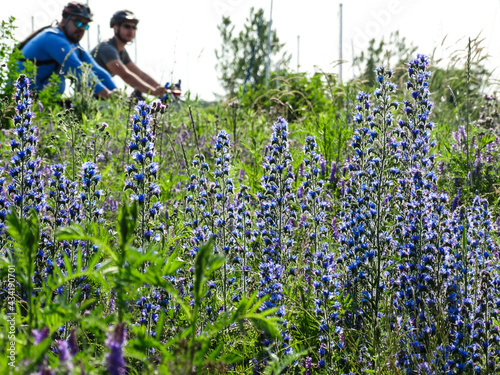 bikes trail flowers nature