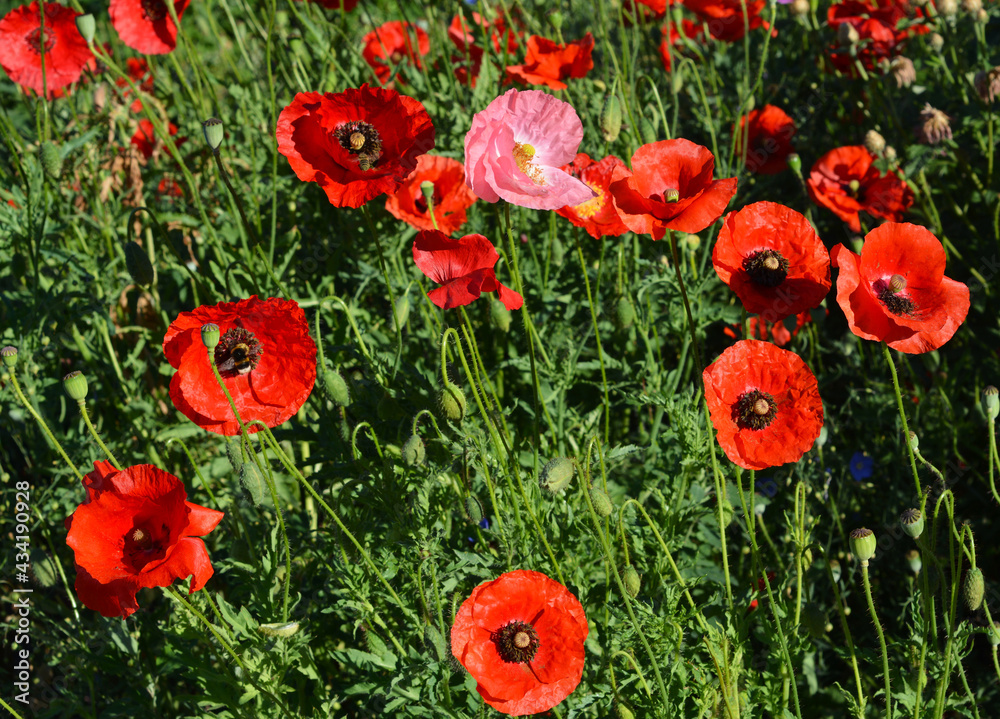 Fototapeta premium Red poppy flowers background. Papaver rhoeas, corn poppy, or Flanders poppy red flowers, buds and capsules with seeds.