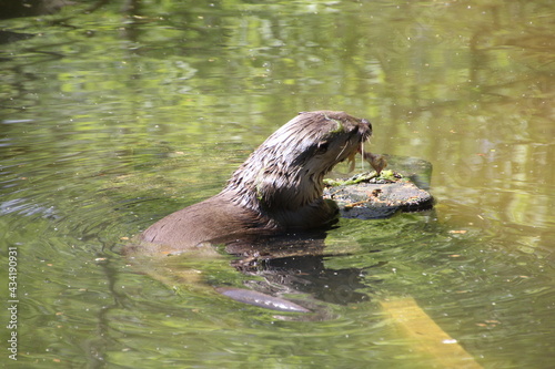 Cute otter in the water