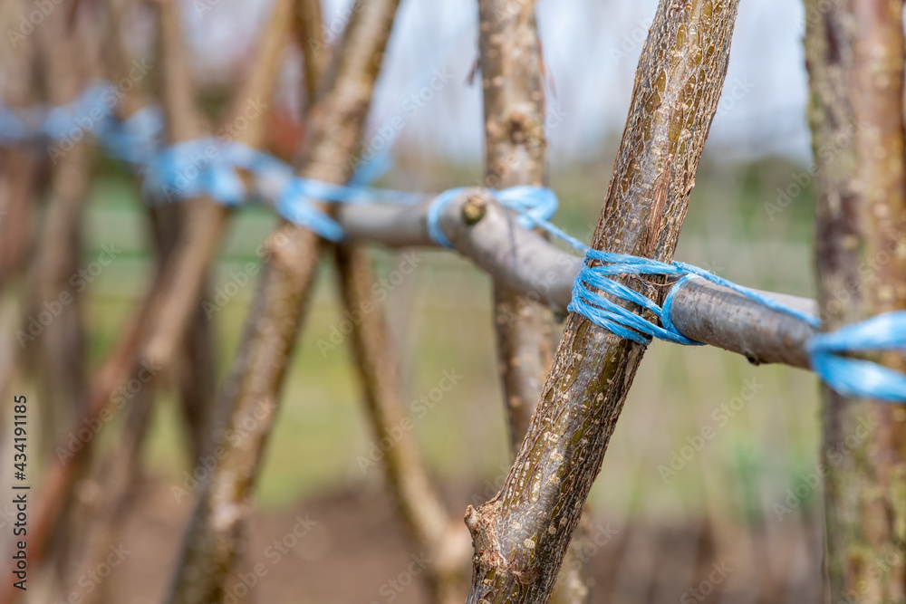 Home made supporting frame ready to support runner beans Home made supporting frame ready to support runner beans