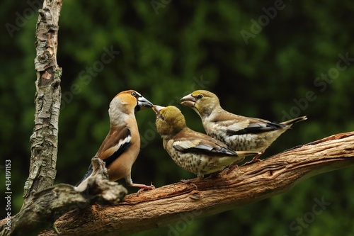 Bild auf Leinwand The Hawfinch (Coccothraustes coccothraustes) male is feeding two younghs on the old branch