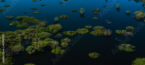 Fototapeta Naklejka Na Ścianę i Meble -  bright green tree crowns above the water surface of a blue lake on a sunny spring day