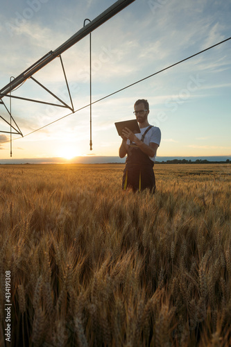 Serious young Caucasian agronomist or farmer standing in ripe wheat field below irrigation system and using a digital tablet at sunset
