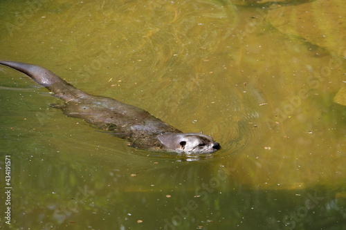 Cute otter in the water