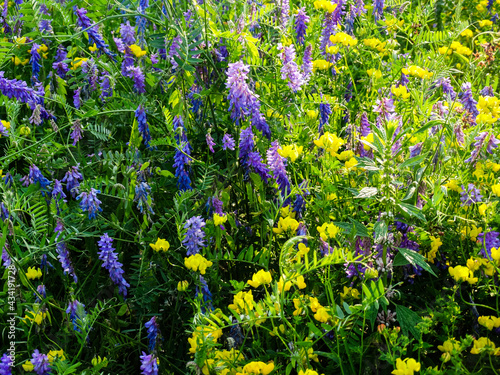 purple and yellow spring flowers