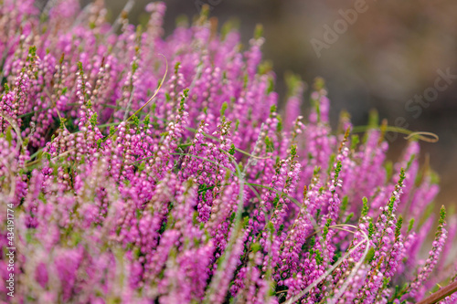 Selective focus bush of wild purple flowers Calluna vulgaris (heath, ling or simply heather) is the sole species in the genus Calluna in the flowering plant family Ericaceae, Nature floral background.