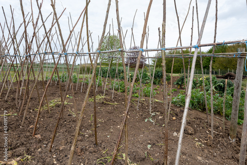 Foto Home made supporting frame ready to support runner beans