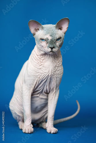 Portrait of beautiful Canadian Sphynx cat - breed of cat known for its lack of fur. Hairless cat sitting on blue background and looking at camera.