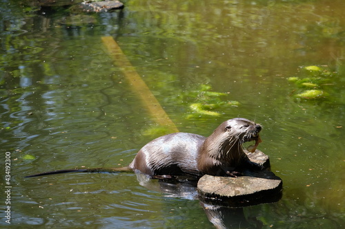 Cute otter in the water