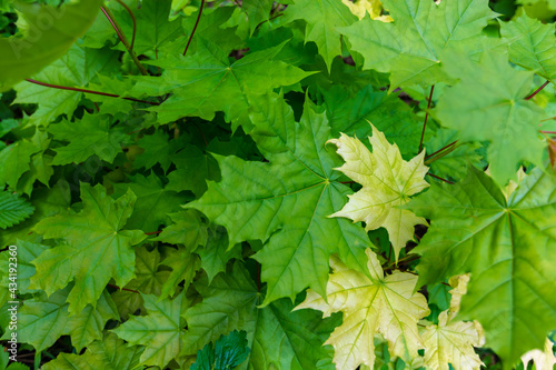 Young maple leaves on a small tree. Green background.