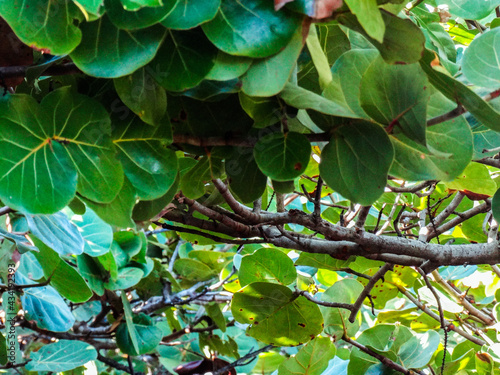 thick green leaves on a tree