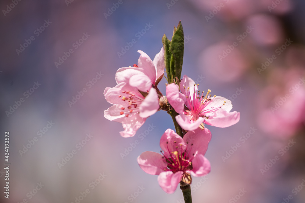 Branch with peach blossoms in sunny spring day. Branch with peach blossoms in sunny spring day.