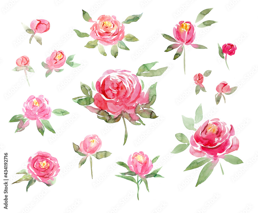 watercolor peonies big set hand painted flower illistration isolated on white. Botanic peony decor for your desigh