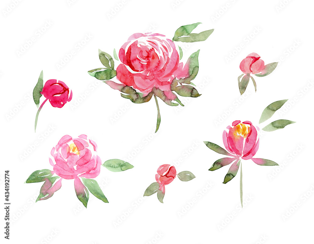 watercolor peonies set hand painted flower illistration isolated on white. Botanic peony decor for your desigh
