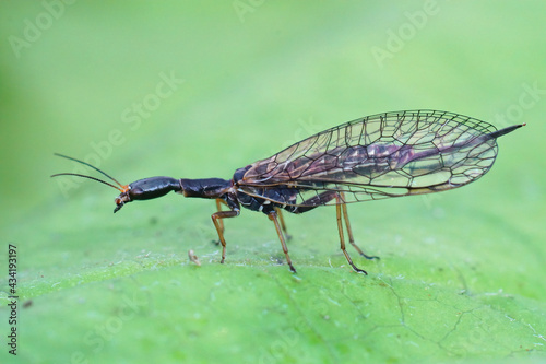 Closeup of one of the odd , bizarre looking snakeflies , Xanthostigma xanthostigma photo