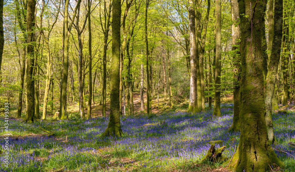 Fototapeta premium Beech forest in the warm spring light with carpets of bluebell flowers.