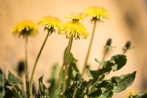 Yellow dandelion flowers in sunny spring day.