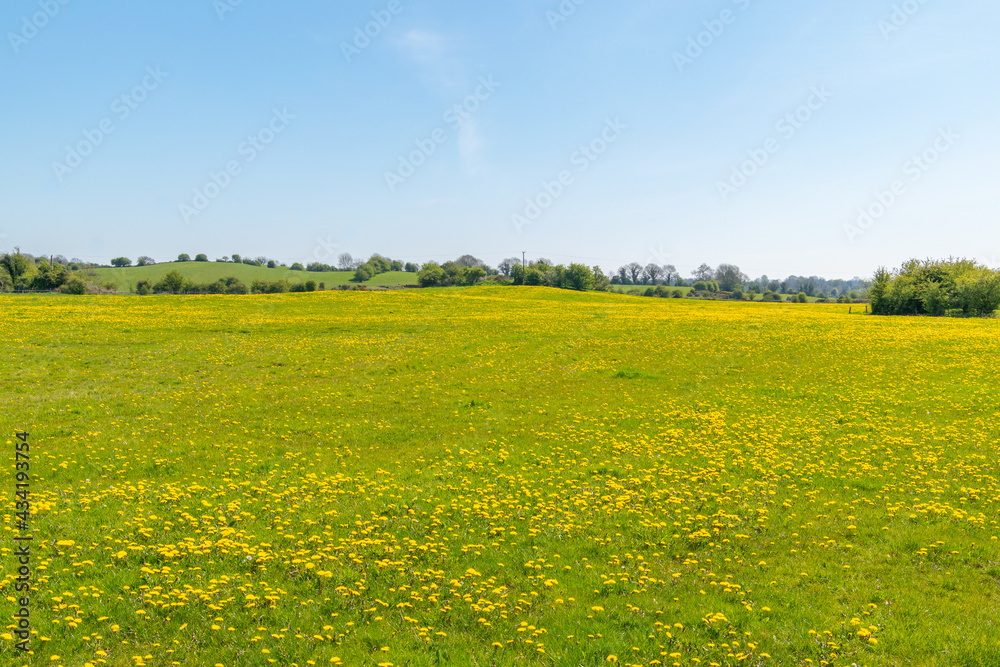 Spring medow full of dandelions flowers and blue sky , idial place for bees. Spring medow full of dandelions flowers and blue sky , idial place for bees.