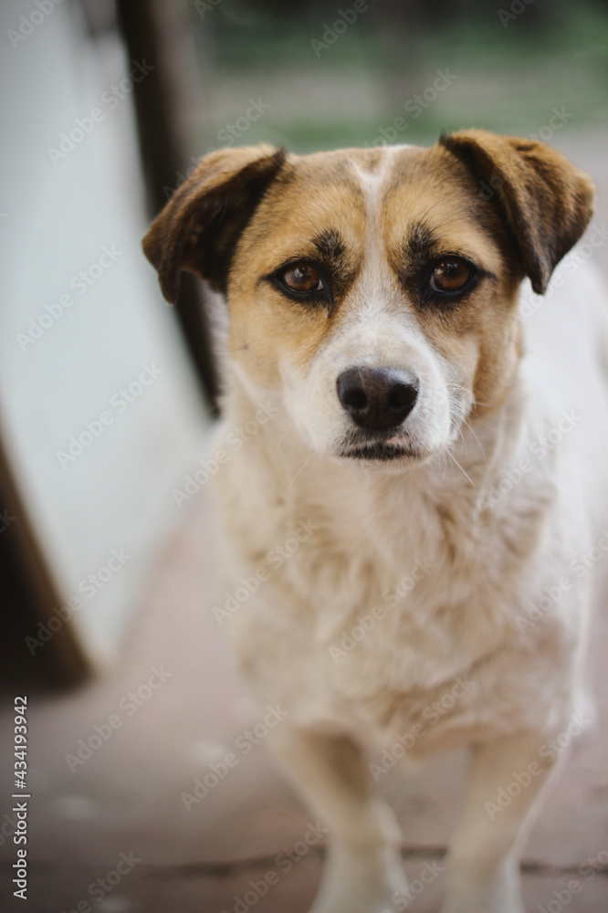 retrato de perrita retrato de perrita
