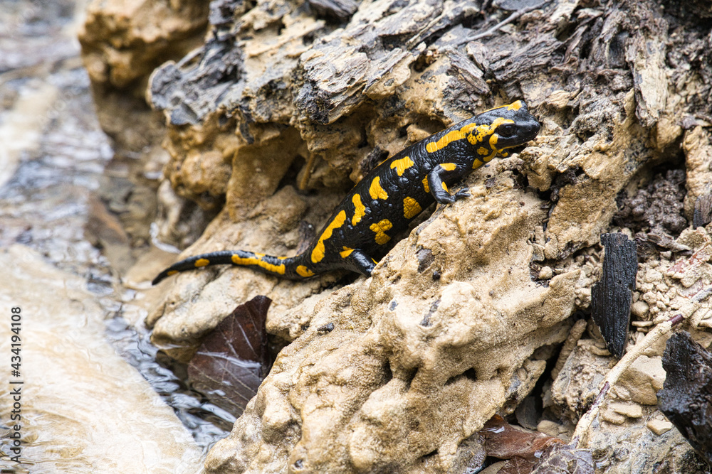 Feuersalamander, Salamander, Feuersalamander im Bergbach, Salamander im Bergbach, Natur Feuersalamander, Salamander, Feuersalamander im Bergbach, Salamander im Bergbach, Natur