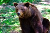 Big brown bear in green nature