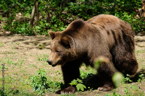 Beautiful brown bear