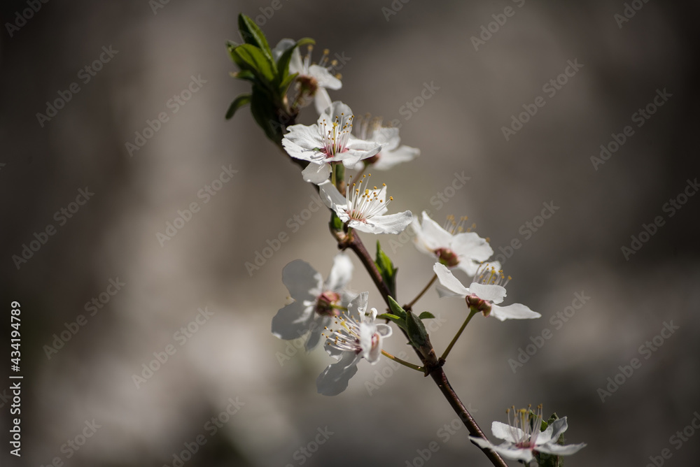 Branch with white plum blossoms in sunny spring day. Branch with white plum blossoms in sunny spring day.