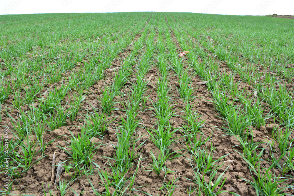 Winter wheat sowings