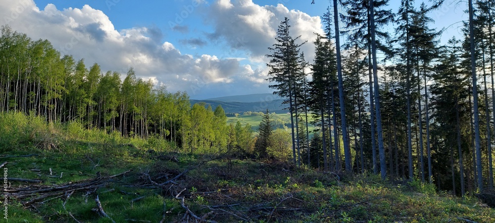 widok lasu i gór - obrazy, fototapety, plakaty 