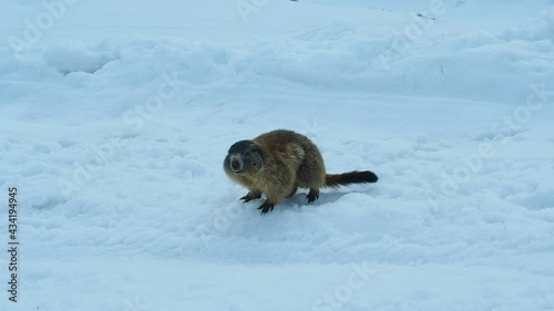 alpine marmot (Marmota marmota) first moves in springtime on snow, seen at Berchtesgaden national park, Germany photo