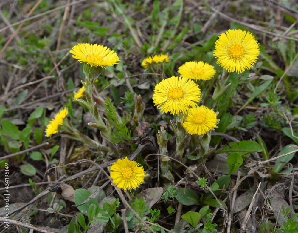 In nature, bloom early spring plant coltsfoot (Tussilago farfara) In nature, bloom early spring plant coltsfoot (Tussilago farfara)