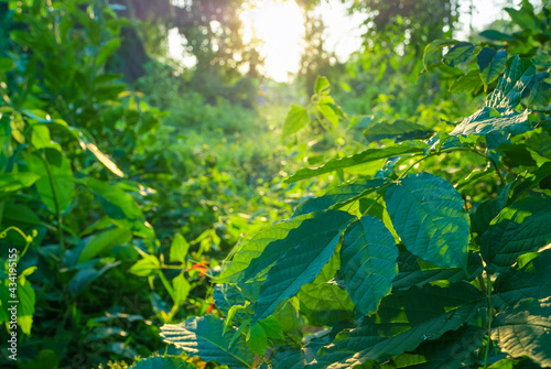 Fototapeta Naklejka Na Ścianę i Meble -  fresh natural green leaves at forest in the morning sunrise.  