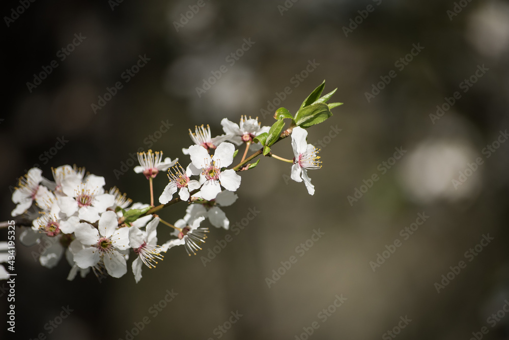 Branch with white plum blossoms in sunny spring day.