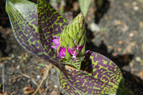 The Broad-leaved marsh orchid (Dactylorhiza majalis) blooming in  a botanical garden