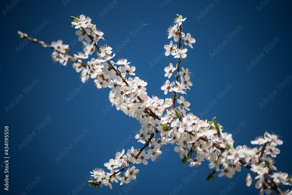 Branch with white plum blossoms in sunny spring day. Branch with white plum blossoms in sunny spring day.