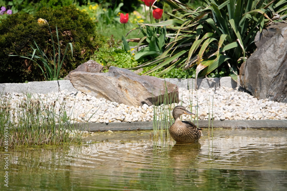 Naklejka premium Duck pair at a beautiful lake